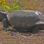 Gopher Tortoise threatened by habitat loss