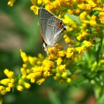 Anise-scented goldenrod is lovely, but hard to find