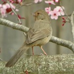 Towhee