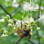 Picture: wasp (omnivore) at the Bartlett Arboretum in Stamford CT enjoying the pollen of a local-genotype meadow rue
